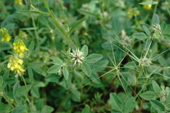 Medicago brachycarpa