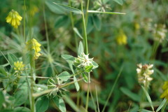 Medicago brachycarpa