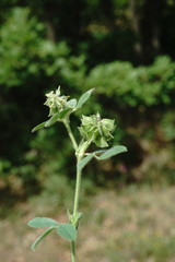 Medicago brachycarpa