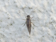 Peripsocus subfasciatus