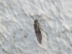 Peripsocus subfasciatus