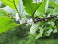 Prociphilus xylostei