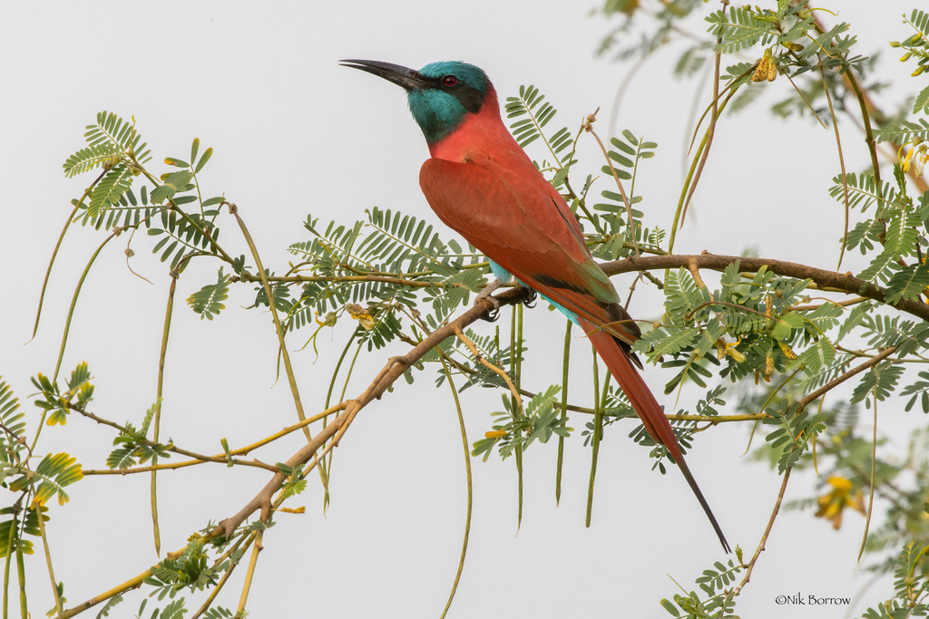 Northern Carmine Bee-eater (Merops nubicus)