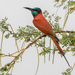 Northern Carmine Bee-Eater - Photo (c) Nik Borrow, some rights reserved (CC BY-NC), uploaded by Nik Borrow