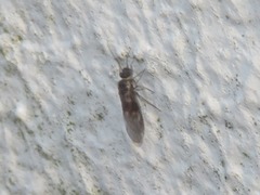 Peripsocus subfasciatus