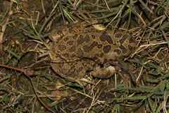 Sclerophrys mauritanica
