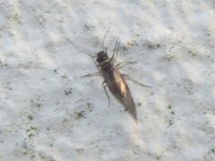 Peripsocus subfasciatus