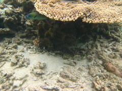 Thalassoma genivittatum