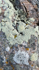 Protoparmeliopsis pinguis