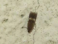 Stigmella ulmivora