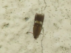Stigmella ulmivora