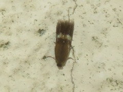 Stigmella ulmivora