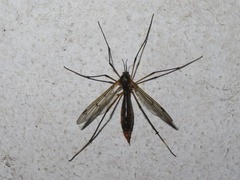 Ptychoptera albimana