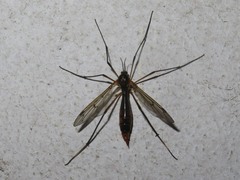 Ptychoptera albimana