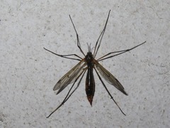 Ptychoptera albimana