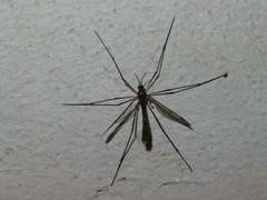 Ptychoptera albimana
