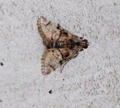 Macalla glastianalis