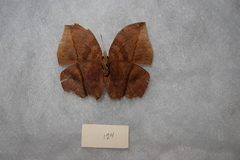 Junonia ansorgei