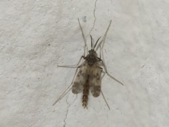 Psectrotanypus varius