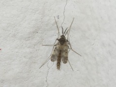 Psectrotanypus varius
