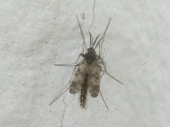Psectrotanypus varius