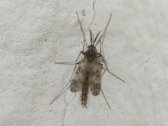 Psectrotanypus varius