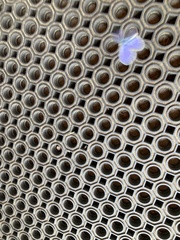 Plebejus samuelis