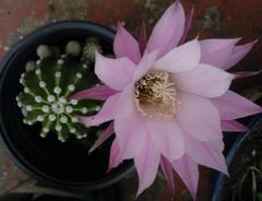 Echinopsis