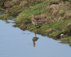 Limosa limosa
