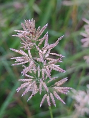 Eragrostis neesii