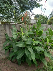 Canna indica