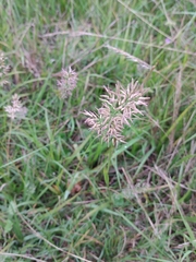 Eragrostis neesii