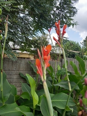Canna indica