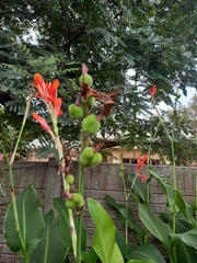 Canna indica