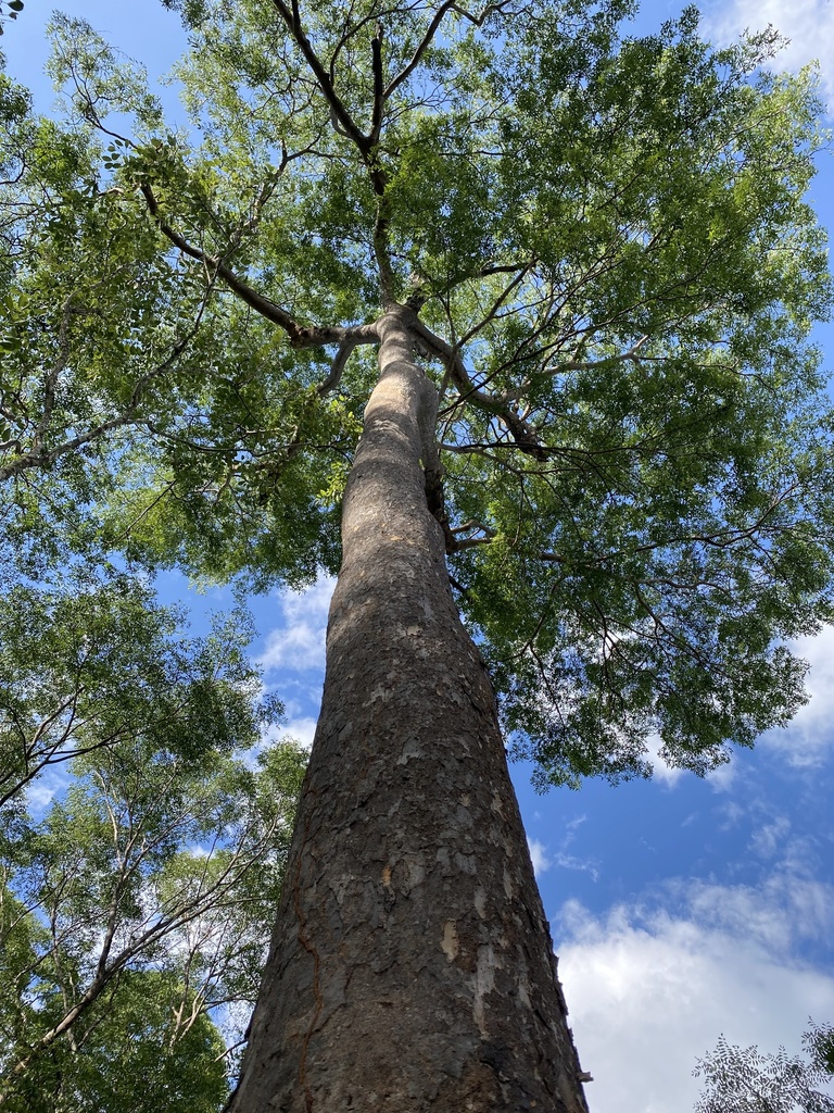 Brachystegia bussei