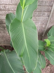 Canna indica