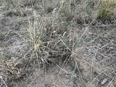 Enteropogon acicularis