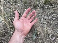 Enteropogon acicularis