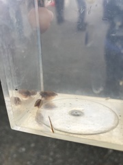 Cyzicus californicus