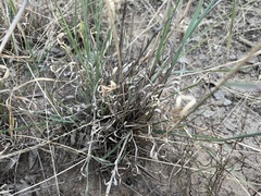 Enteropogon acicularis