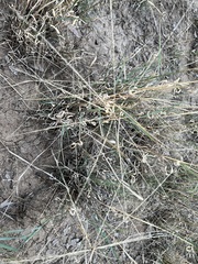 Enteropogon acicularis