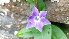 Vinca difformis difformis