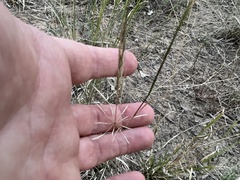 Sporobolus actinocladus