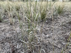 Sporobolus actinocladus