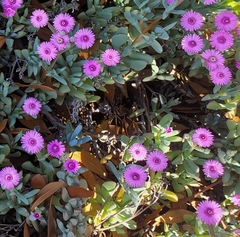 Oscularia caulescens