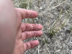 Sporobolus actinocladus