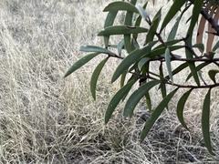 Acacia oswaldii