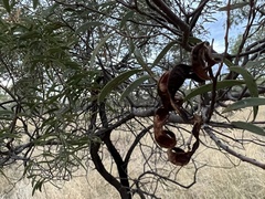 Acacia oswaldii