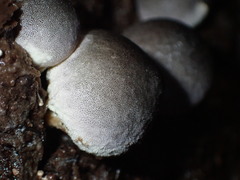 Lycoperdon subincarnatum