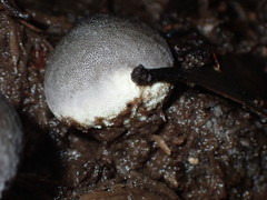 Lycoperdon subincarnatum